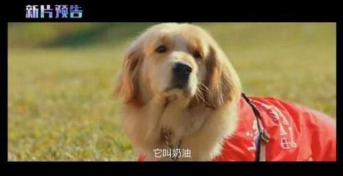 《快乐密码》将于国际盲人节上映 是内地首部以导盲犬为题材的院线电影