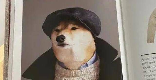 穿搭图鉴！以后可以说狗都穿的比你帅！