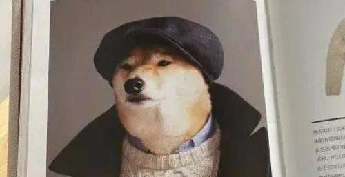 穿搭图鉴！以后可以说狗都穿的比你帅！