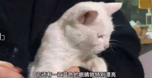 到底是不是那只猫
