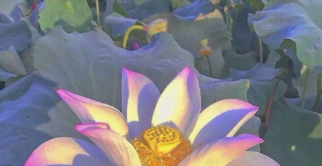“最新中老年潮流头像来了”