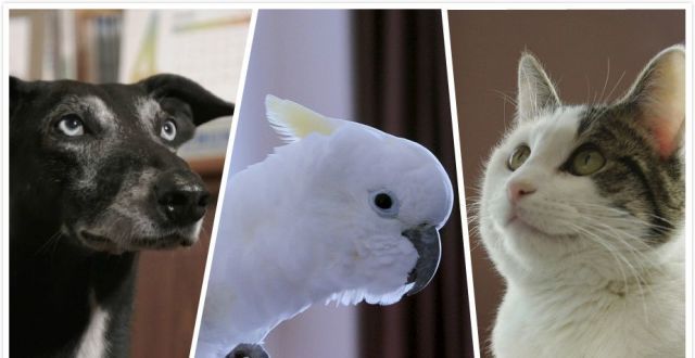 “动物导演”冯小宁斥虐猫剧组“缺艺德”，讲述保护动物演员幕后