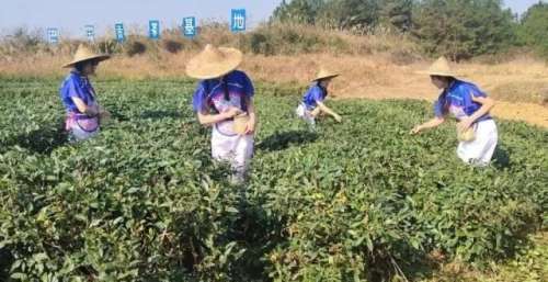 【情怀】阆中又出新歌啦！赶紧进来抢鲜视听