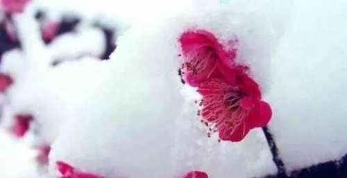 冬至：《谁说梅花没有泪》听到心醉