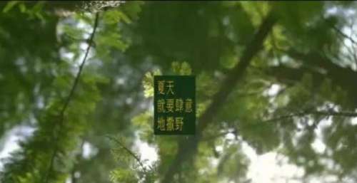 王源首张实体专辑《夏野了》即将发售，预约花开时间种出一个夏天
