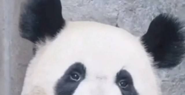 “热梗百科”“你礼貌吗？”什么梗？