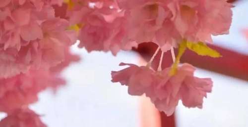 直面过去，日本人唱《松花江上》，歌剧看着感人，五味杂陈