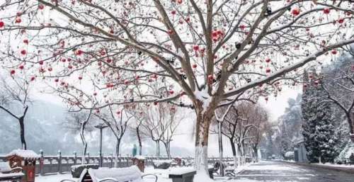 龙门景区｜瑞雪飞舞，琼树生花，等候春天，顺问冬安～
