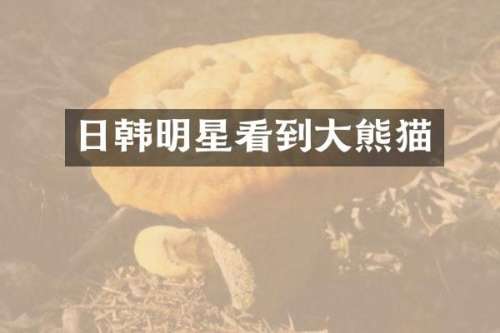 日韩明星看到大熊猫