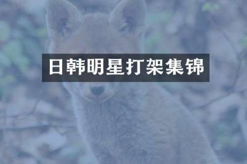 日韩明星打架集锦