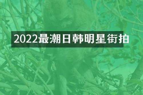 2022最潮日韩明星街拍