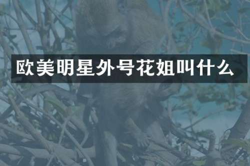欧美明星外号花姐叫什么