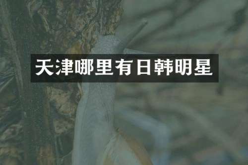 天津哪里有日韩明星