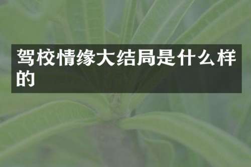 驾校情缘大结局是什么样的