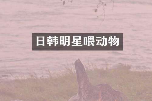 日韩明星喂动物