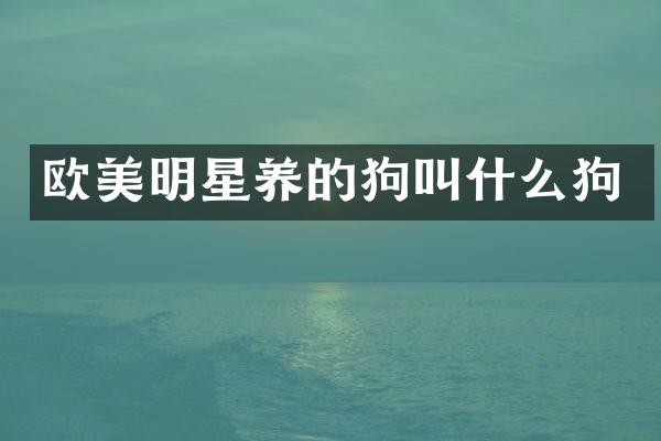 欧美明星养的狗叫什么狗