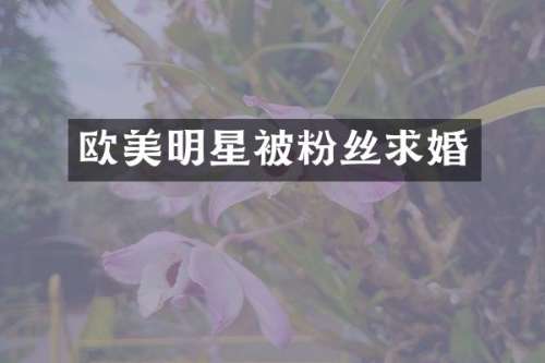 欧美明星被粉丝求婚