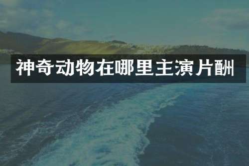 神奇动物在哪里主演片酬