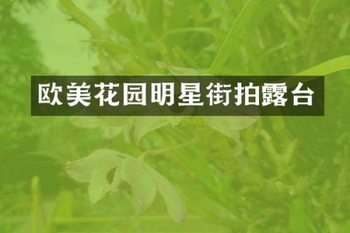 欧美花园明星街拍台