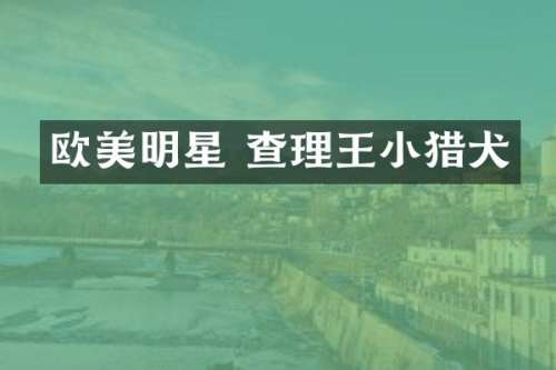 欧美明星 查理王小猎犬