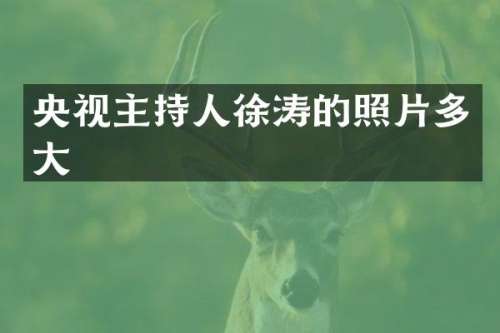 央视主持人徐涛的照片多大