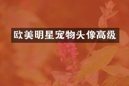 欧美明星宠物头像高级