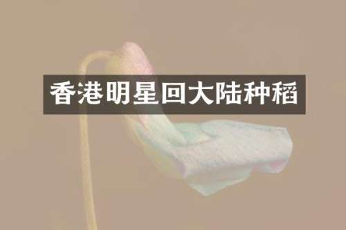 香港明星回大陆种稻